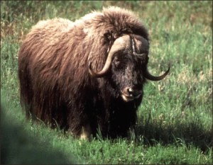 Musk Ox