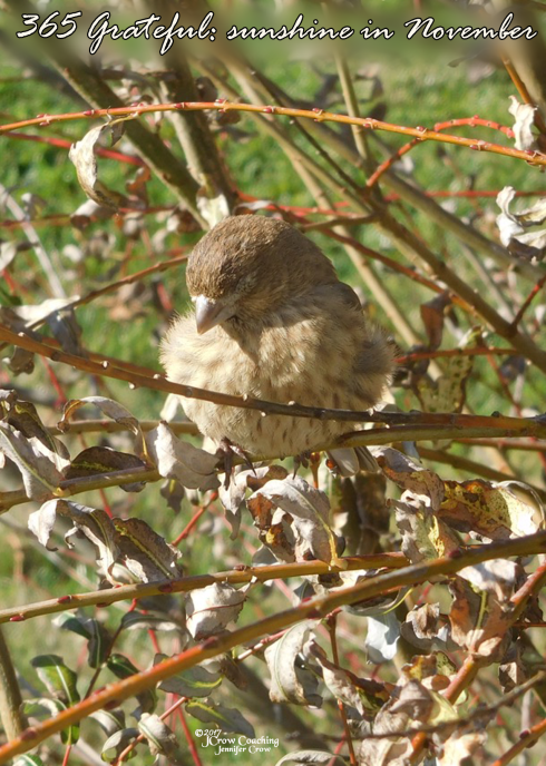 365 Grateful - 11-17-2017